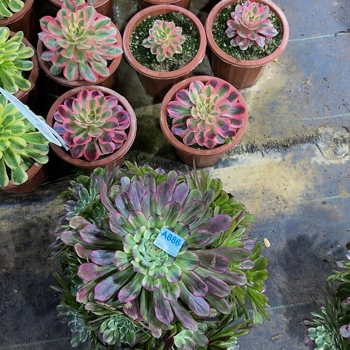 北*北886绿体水墨画多肉法师