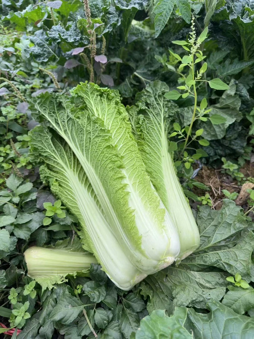 贵州高山露天自然生长青口白白菜脆甜多汁新鲜蔬菜