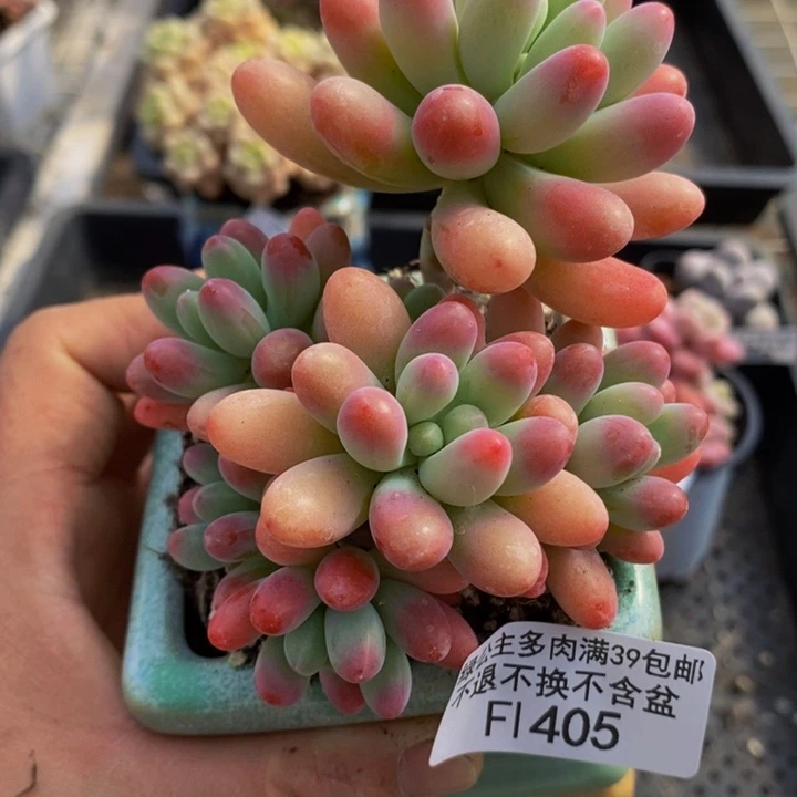 派大星有砍8cm405多肉植物