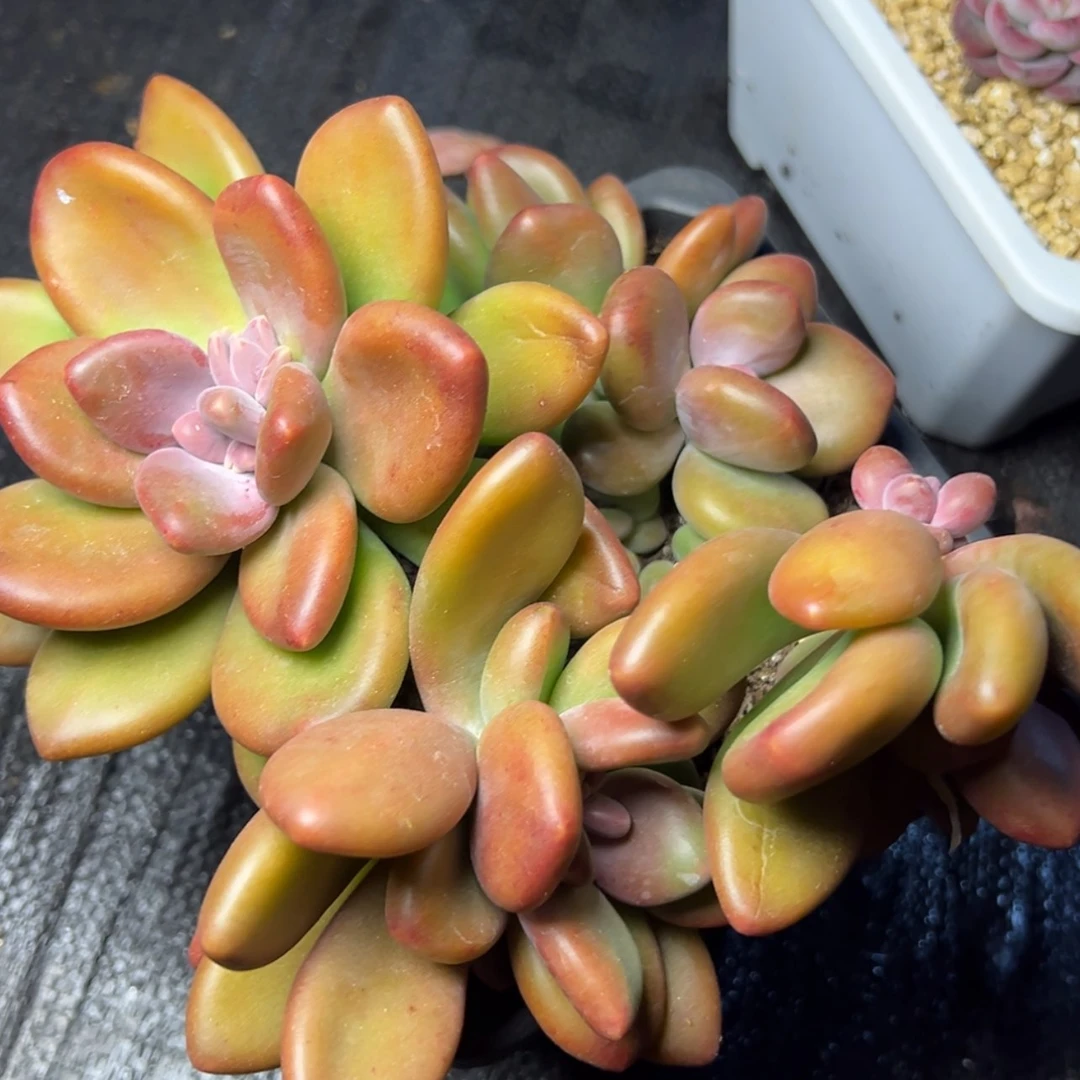 【闪购商品】芒果奶一物一拍39.8