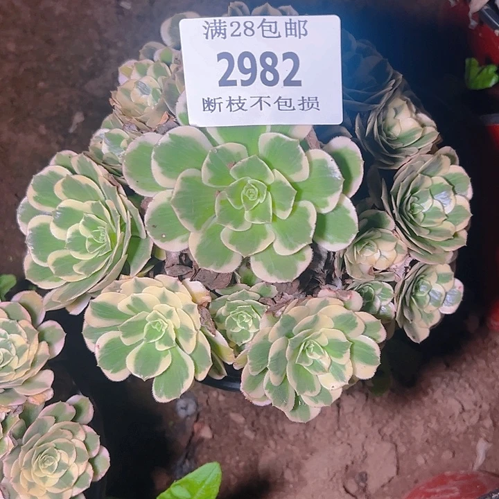 2982迈巴赫多肉植物保护