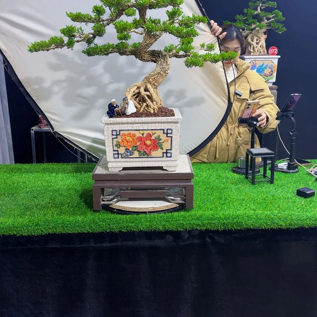 当前无花朵，栽培后可花朵