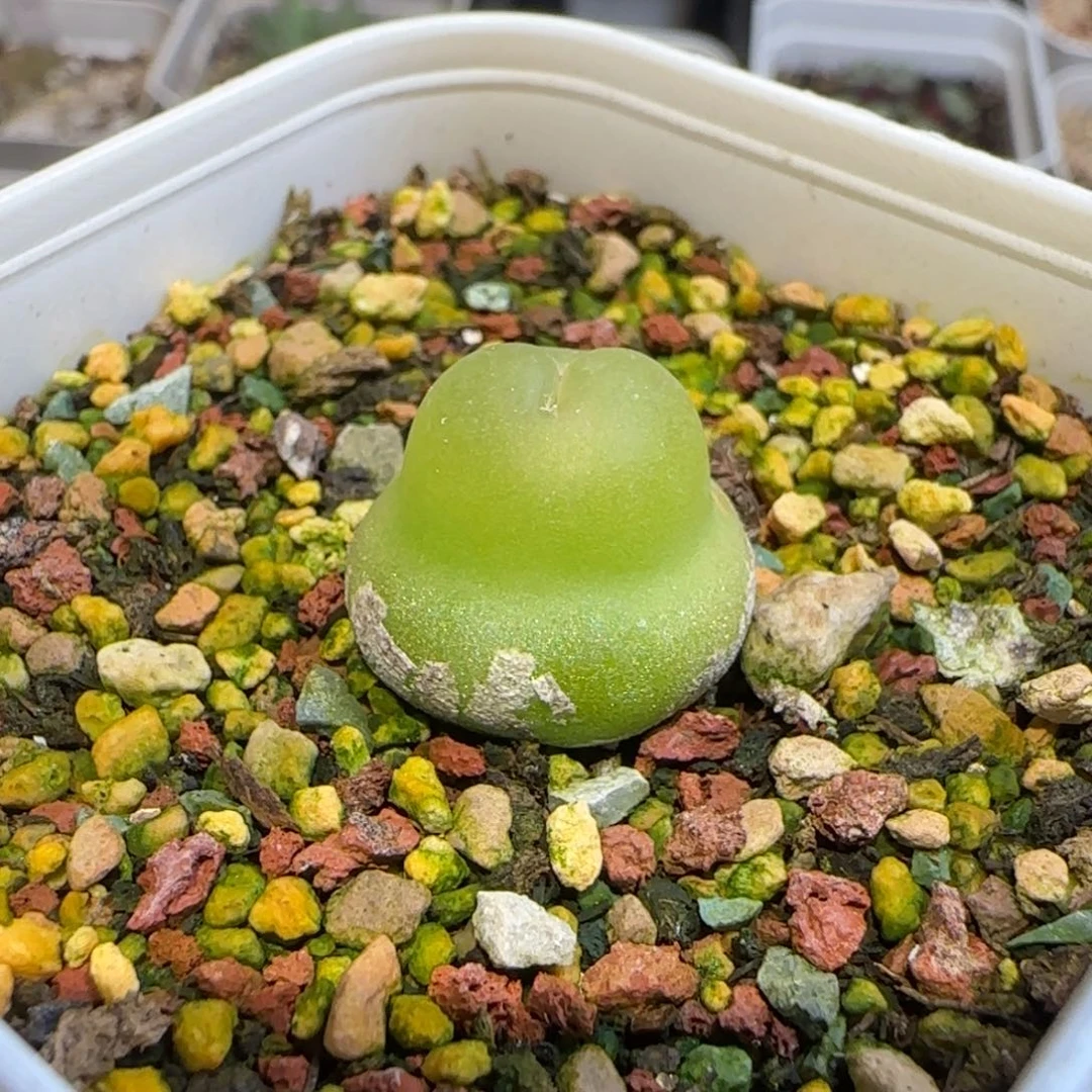 大葫芦母本多肉植物一颗