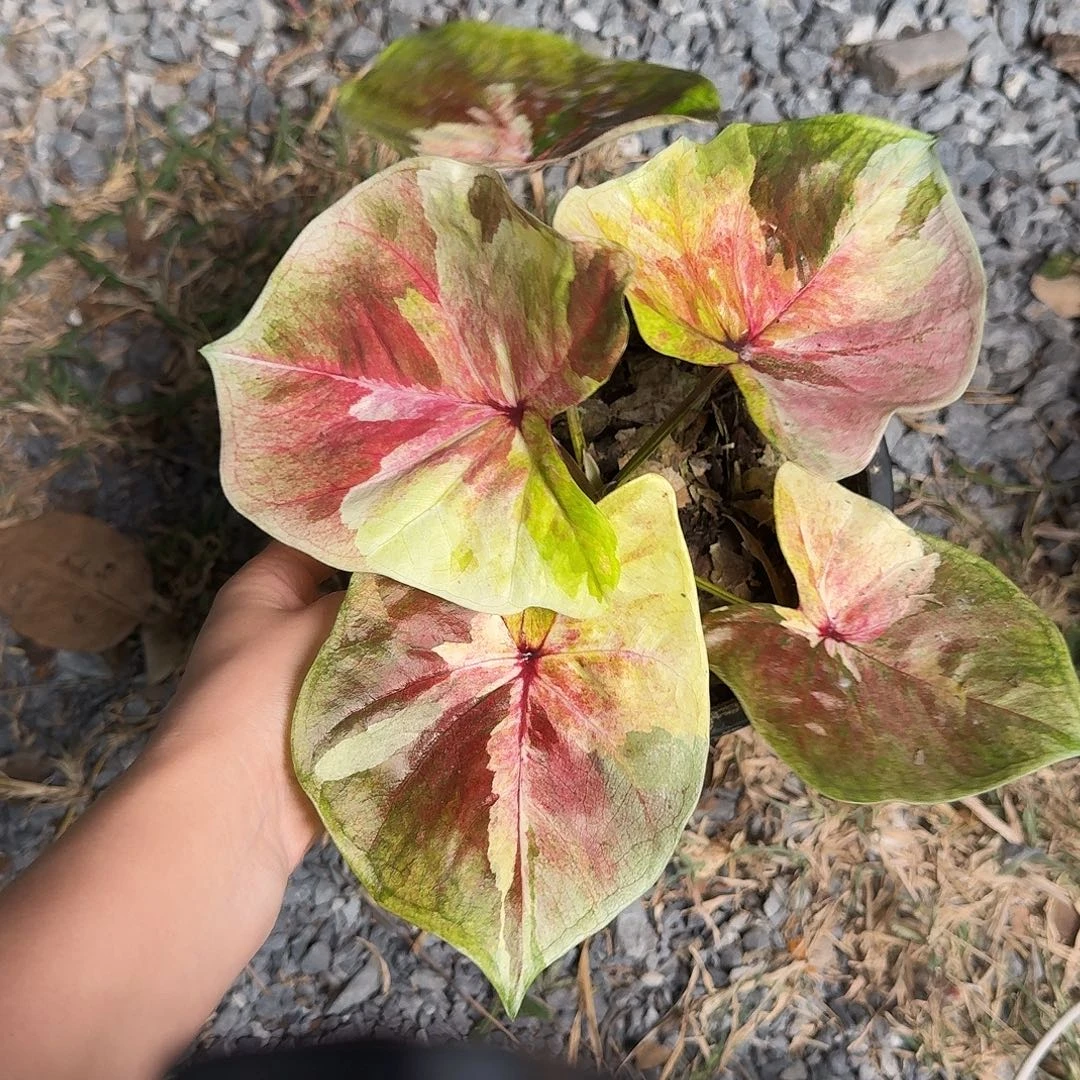 完全开放D214月亮光辉