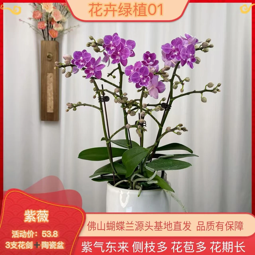 【紫薇01】高端精品蝴蝶兰室内盆栽/家庭花卉/办公室桌台花