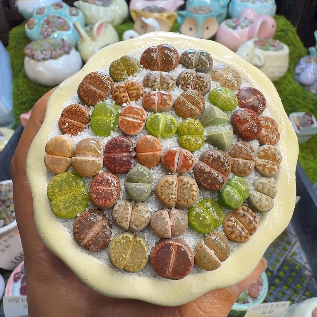 多肉植物福利冲1084