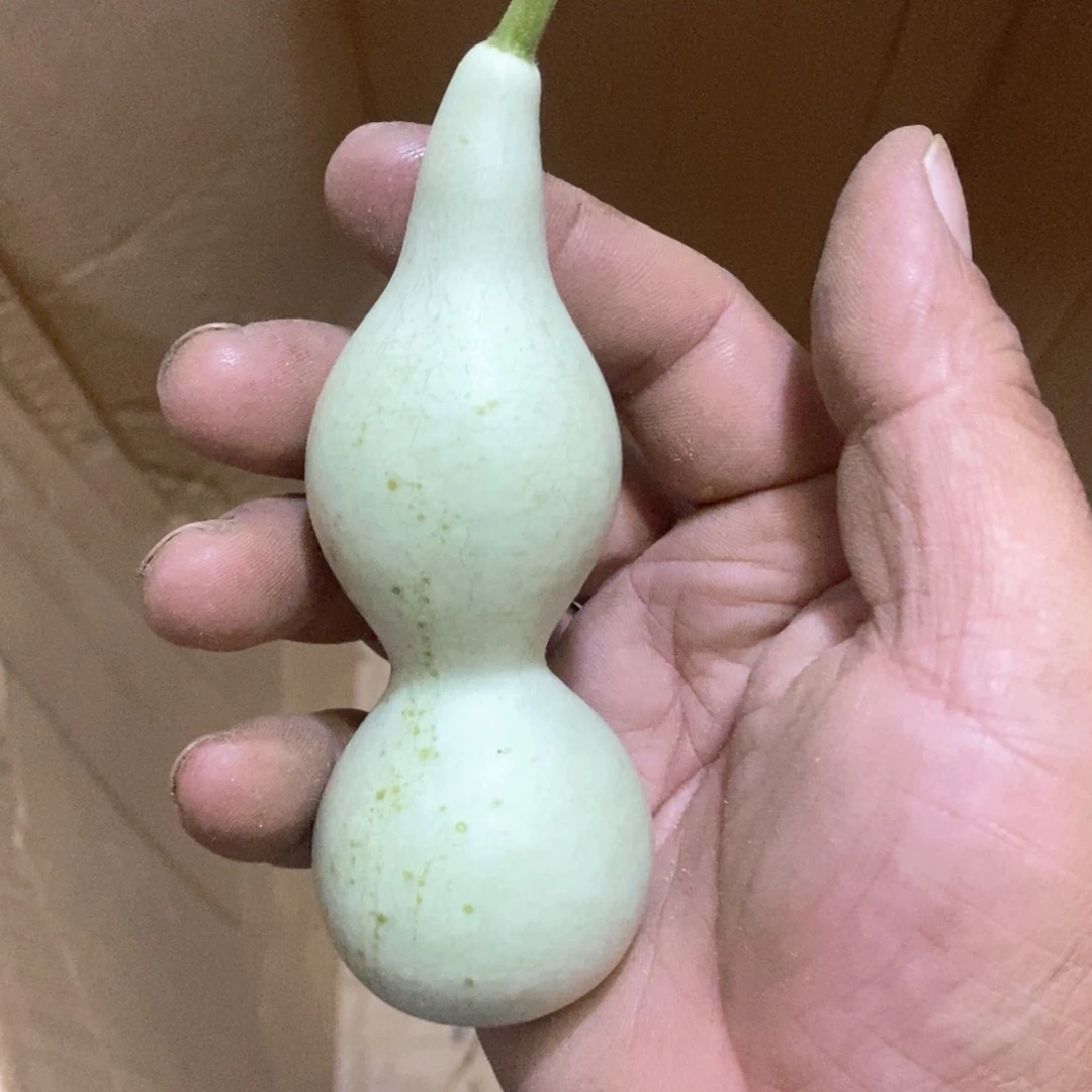 海**雨文玩葫芦青皮葫芦