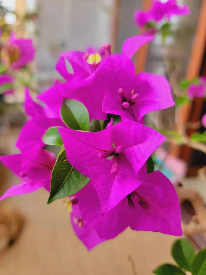 (迎夏）云南紫三角梅原盆原土发货带花大苗四季开花好养