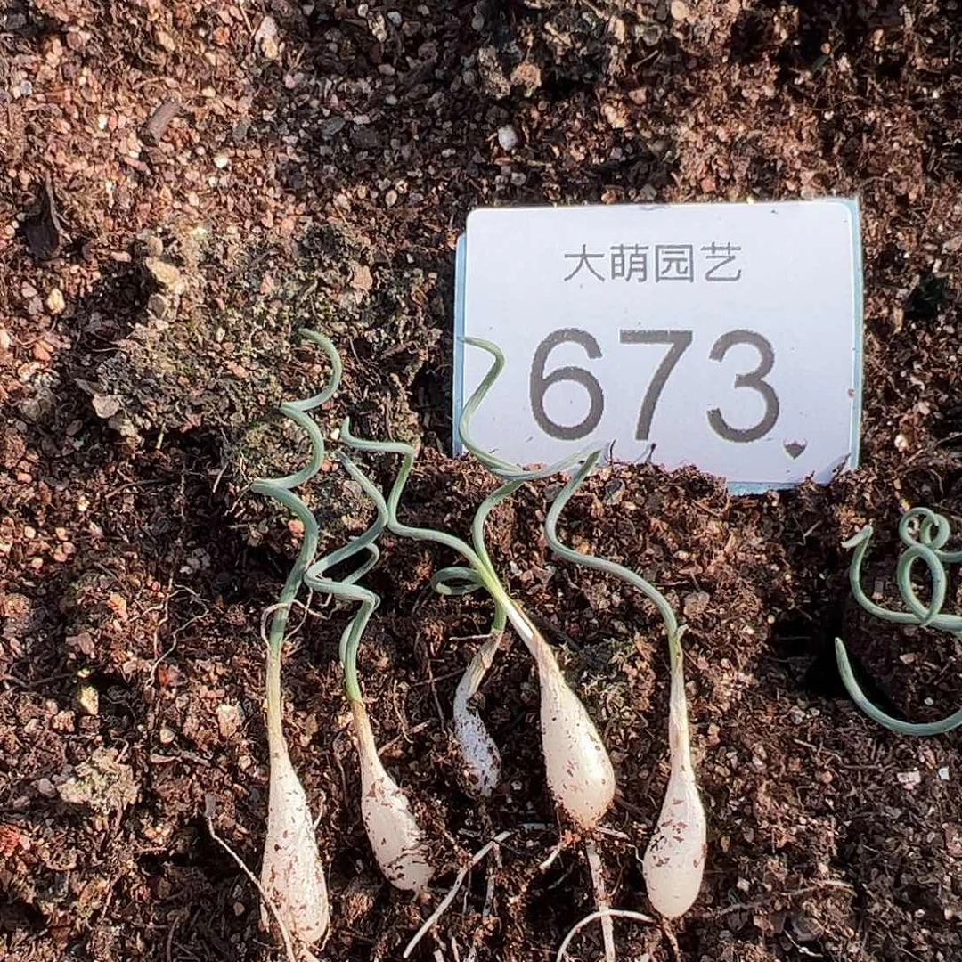 0000673量拍小宽叶弹簧草5颗