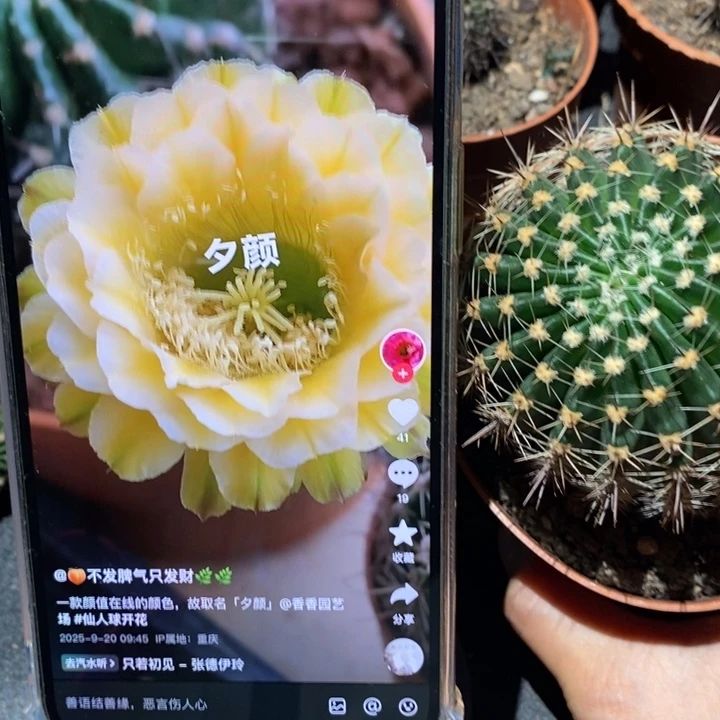 香香绿黄白6.5公分左右