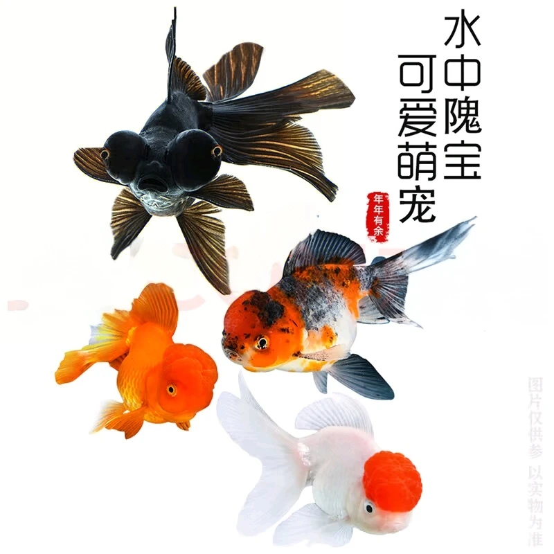 8-12厘米好养耐活冷水观赏鱼鸿运当头鹤顶红狮子头金鱼活体