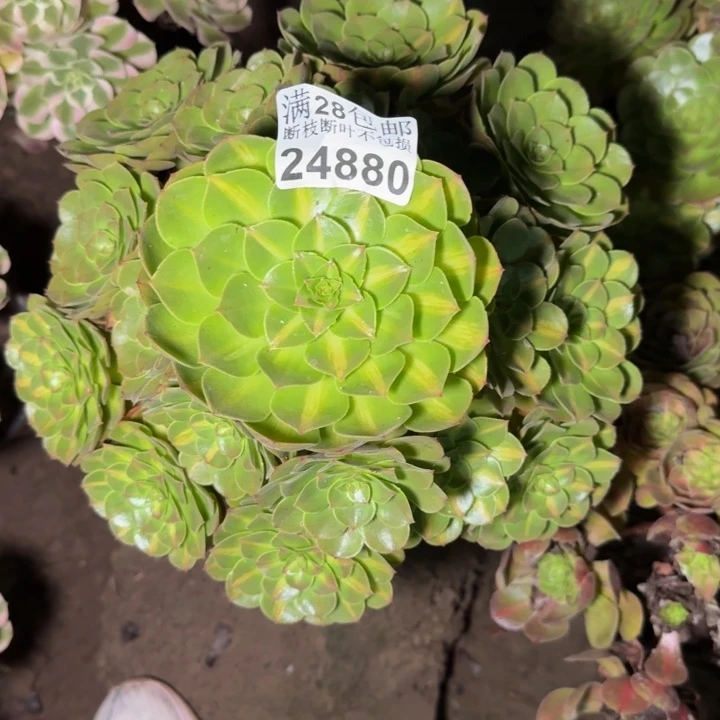 24880南抹茶多肉植物