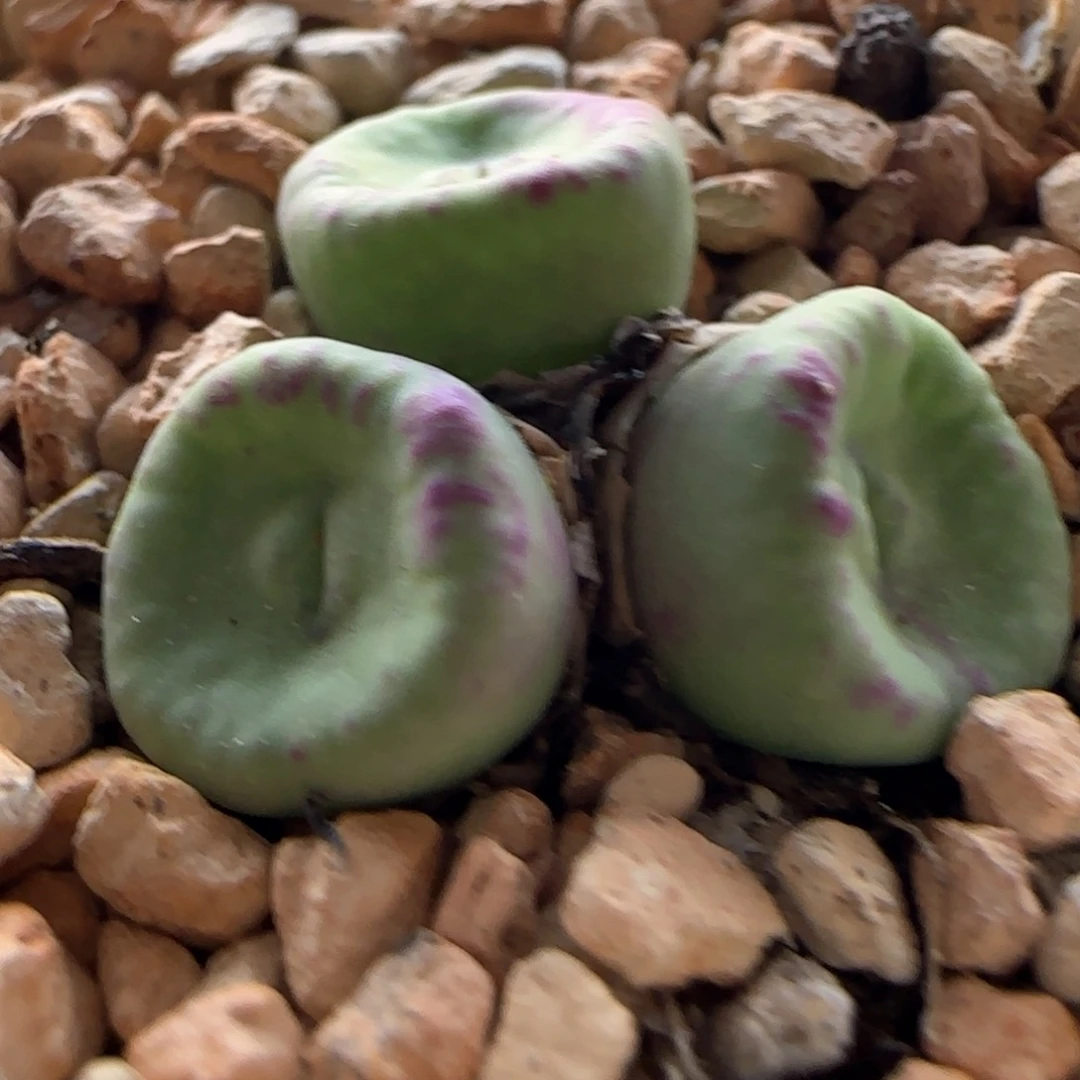 5808 大白多肉植物园