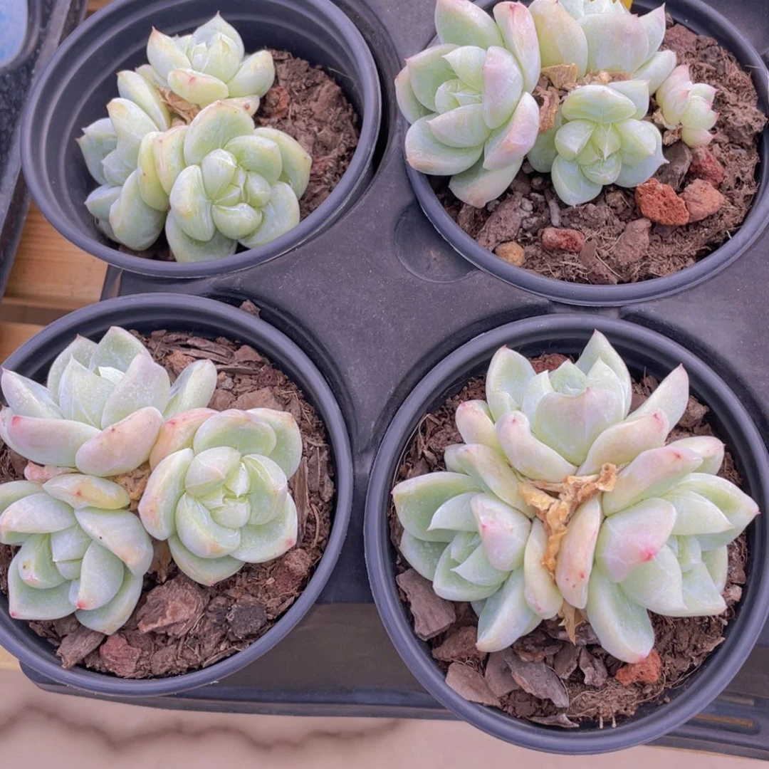 227号 钻石糖心白泽多头群一个