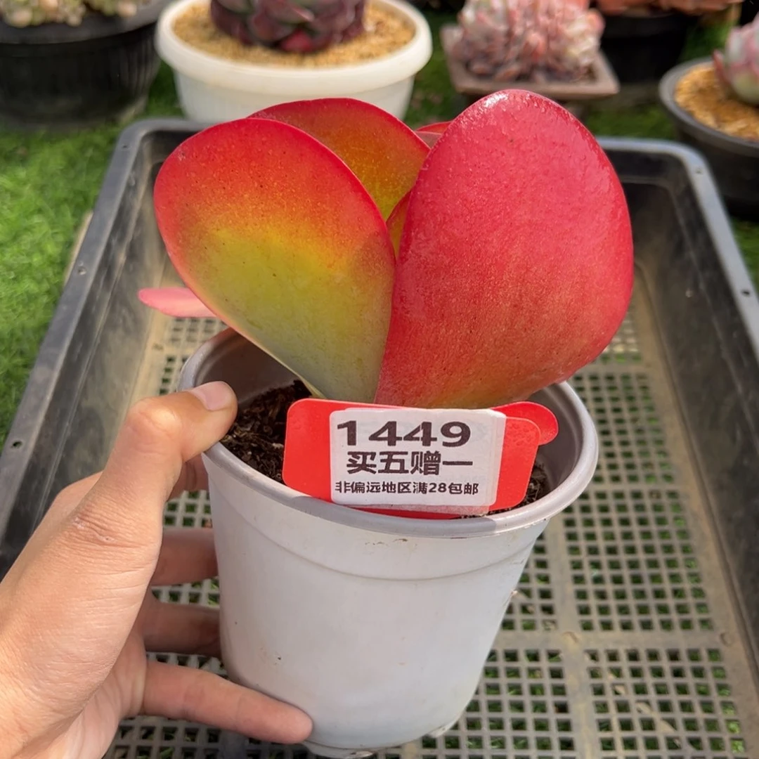 表妹精品多肉1449.