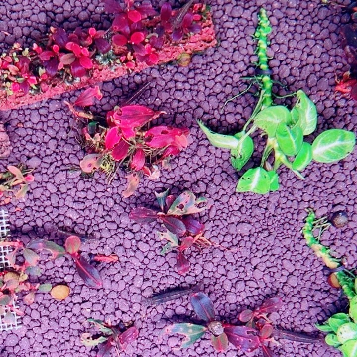 无花朵福利辣椒榕老板星辰