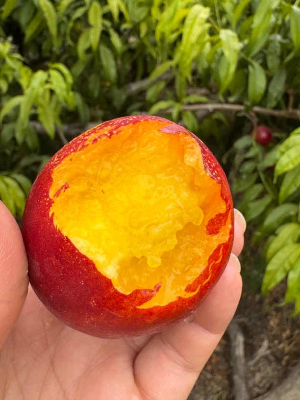 【全国包邮】新疆143团黄油桃黄肉油桃 一桃两吃：软的香糯，硬的脆爽