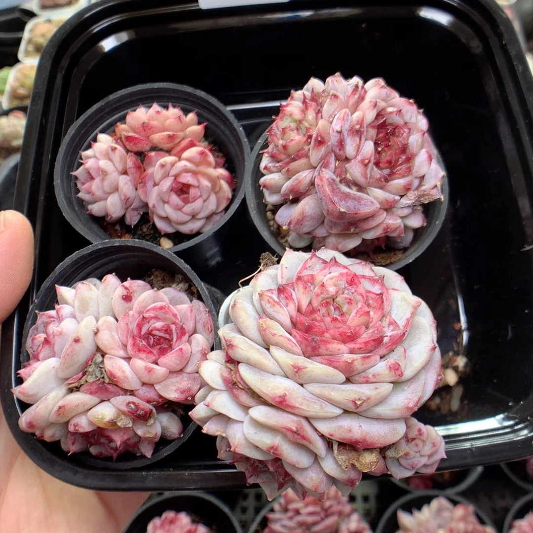 Q17糖心天鹅绒y y y y y y