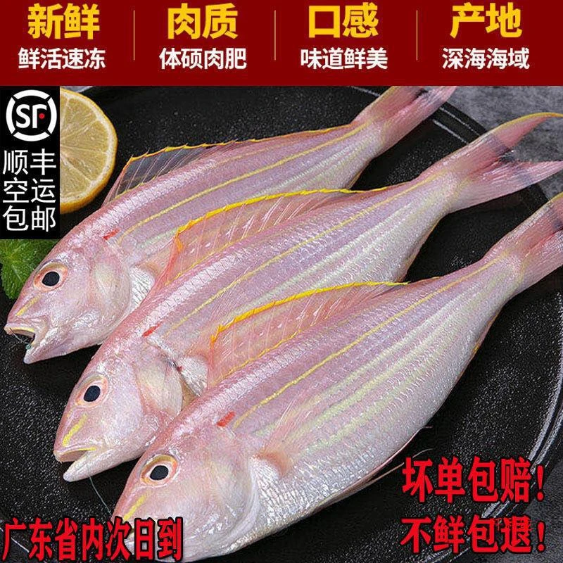 汕尾本港金线鱼（野生海钓）