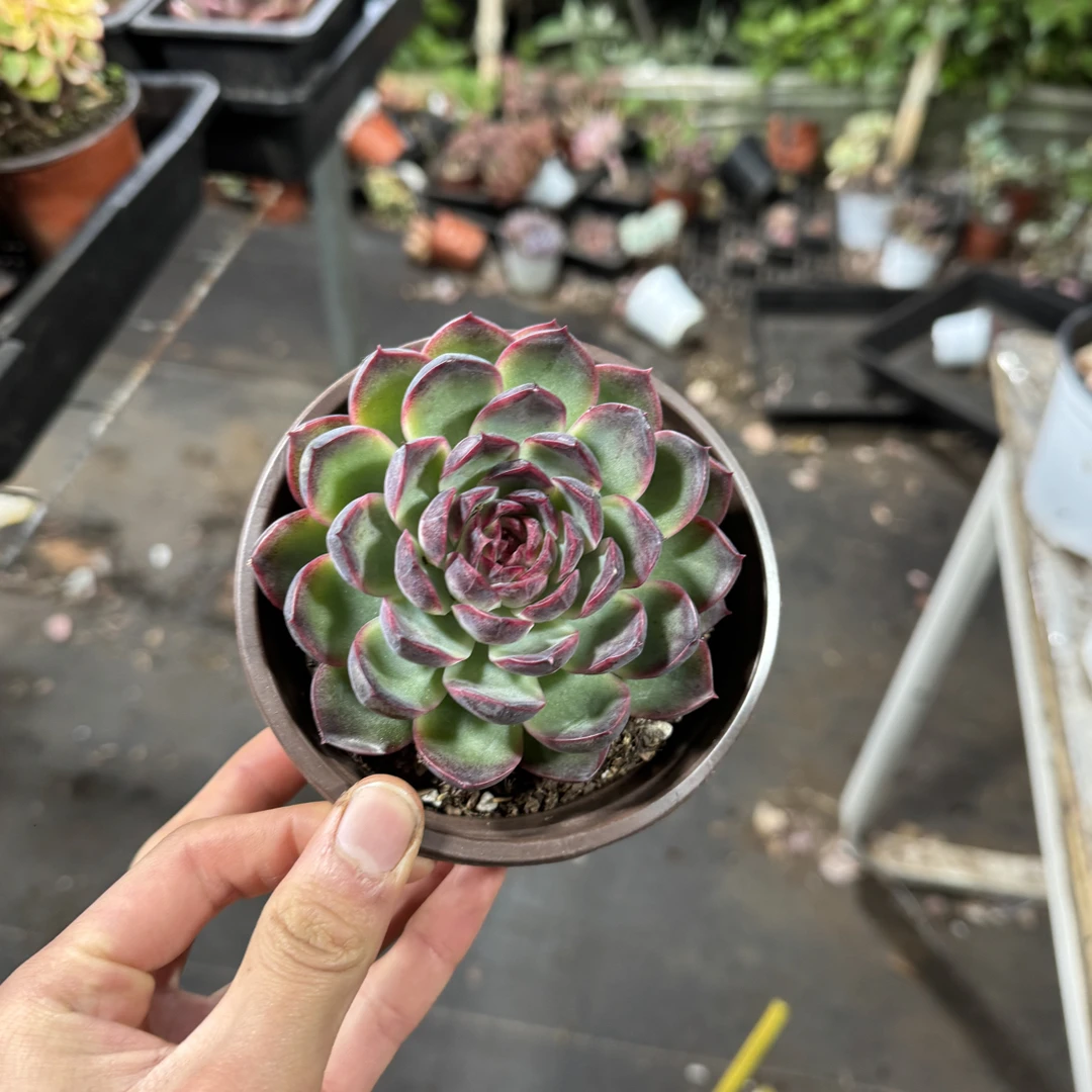 【任意两单包邮】蓝色妖姬阳台办公室庭院老桩盆栽多肉植物