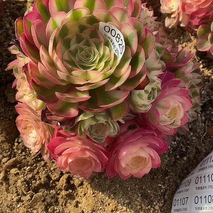 00825荔枝多肉植物