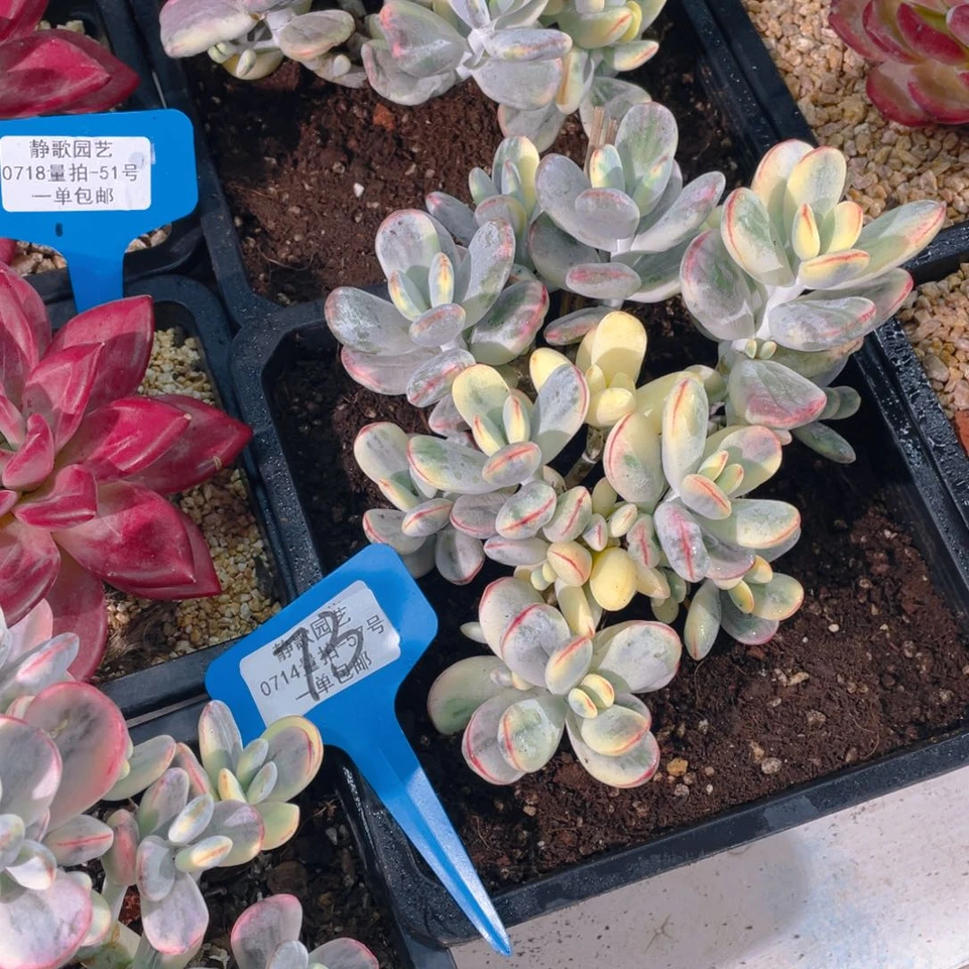 0714-73-乒乓福娘锦大群生一颗