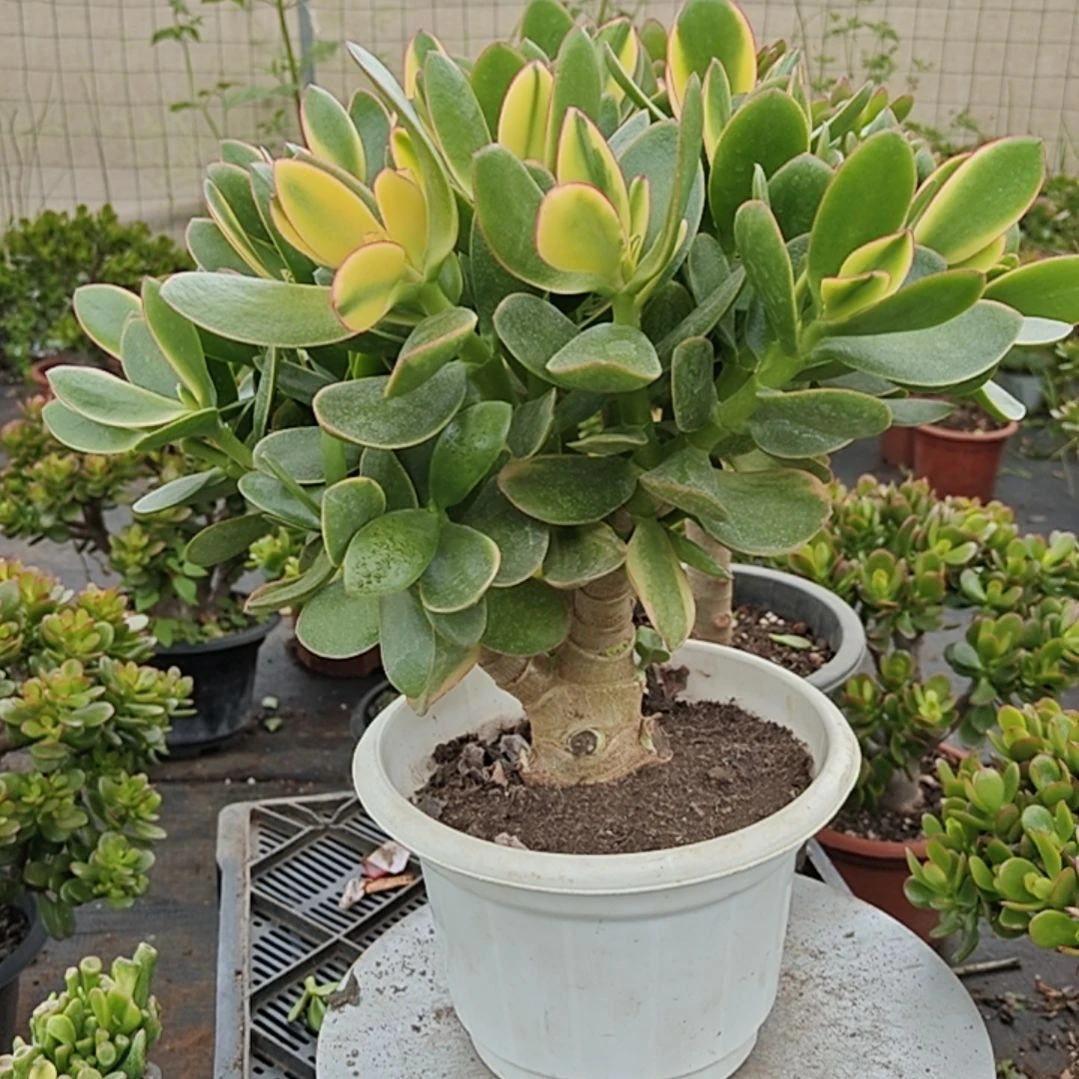 5新花月锦带土球发货
