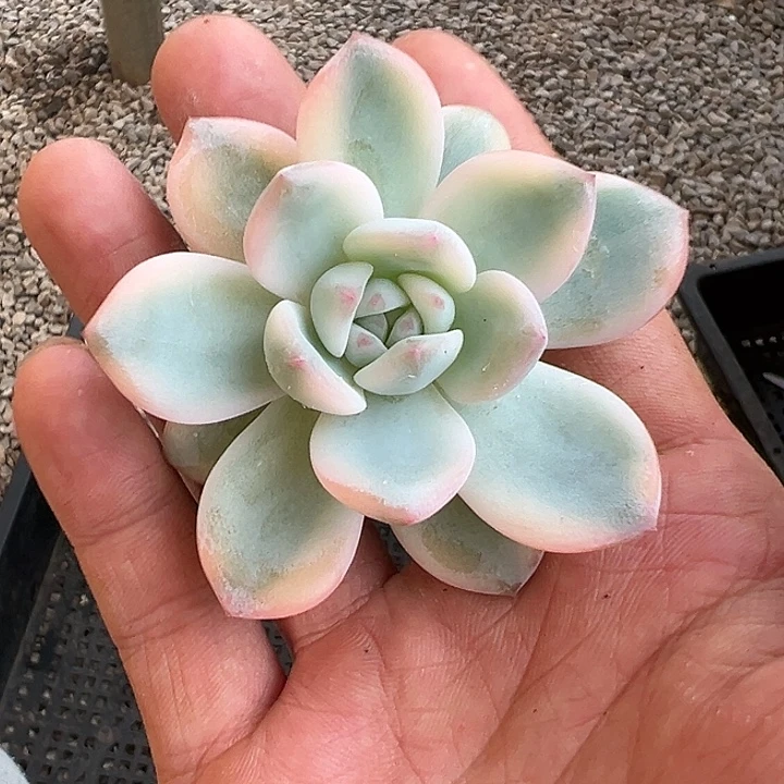 橙梦露锦多肉植物