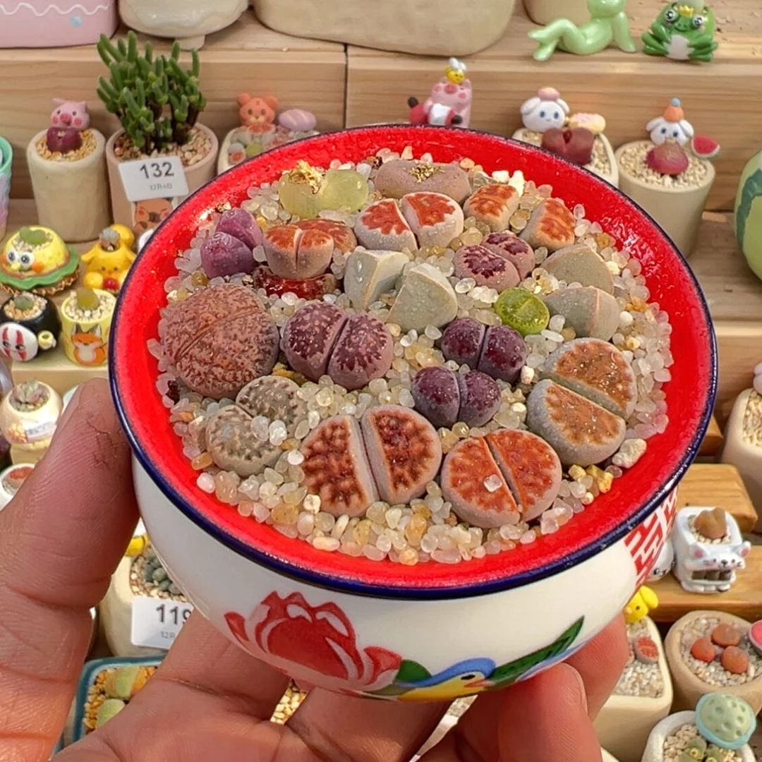 多肉植物6号彩拼带盆