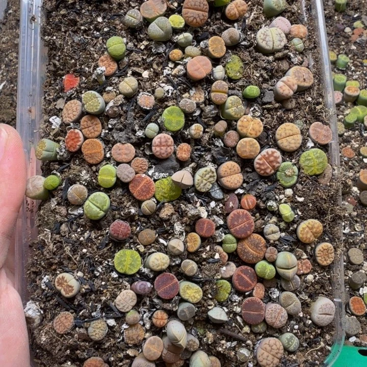 多肉植物的生长发育32