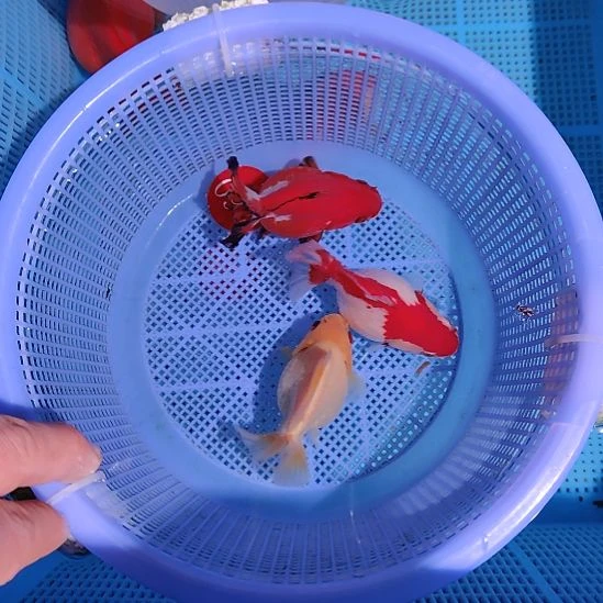 金鱼097小泰狮三条特价顺丰包邮