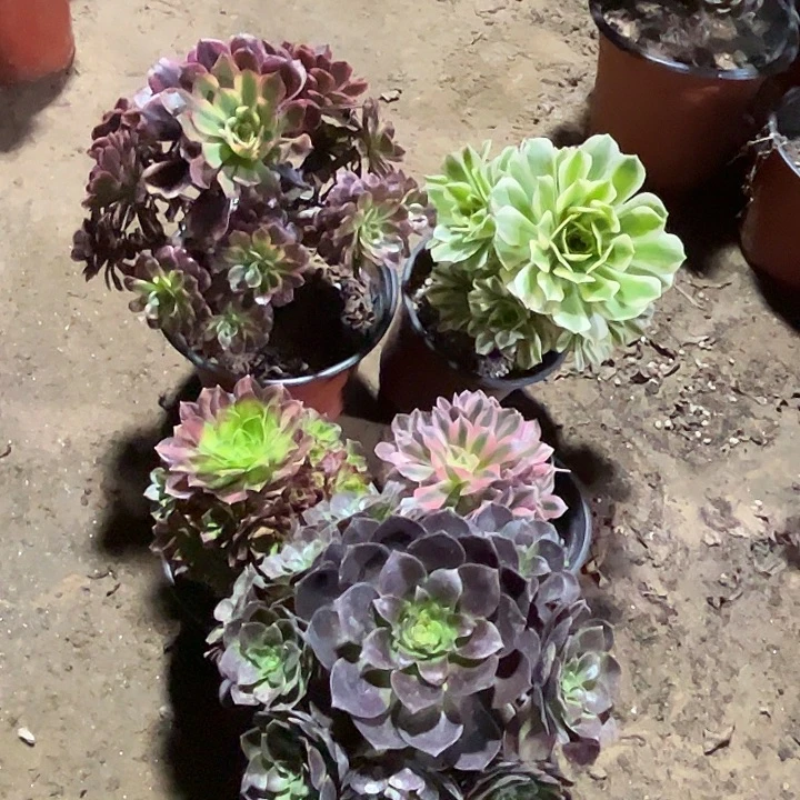 438多肉植物组合，瑕疵特价，