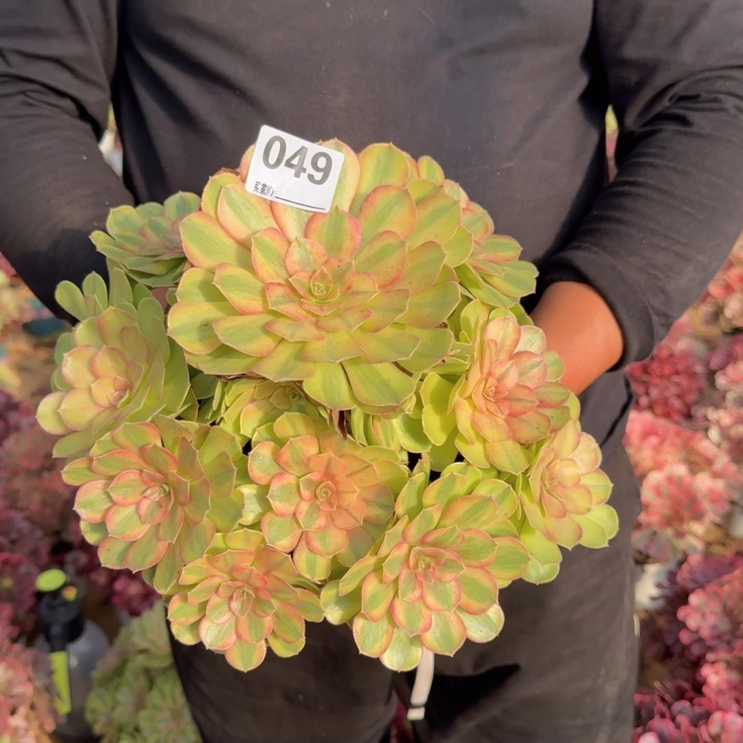 049雨荷多肉植物
