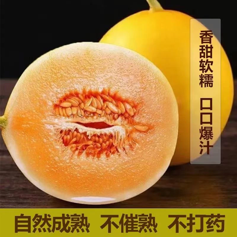 【精品果王2-4枚】 正宗甘肃民勤沙漠蜜瓜黄皮甜瓜香瓜新鲜采摘ZRX