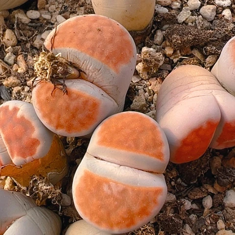 【闪购商品】25806