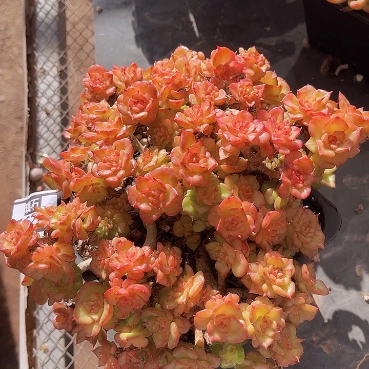 蜡牡丹1625多肉植物