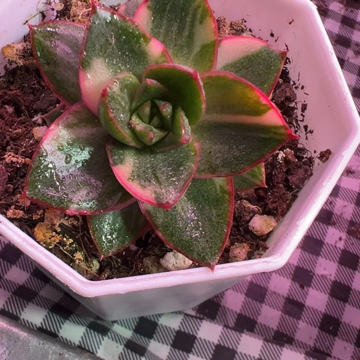 麒麟座锦多肉植物