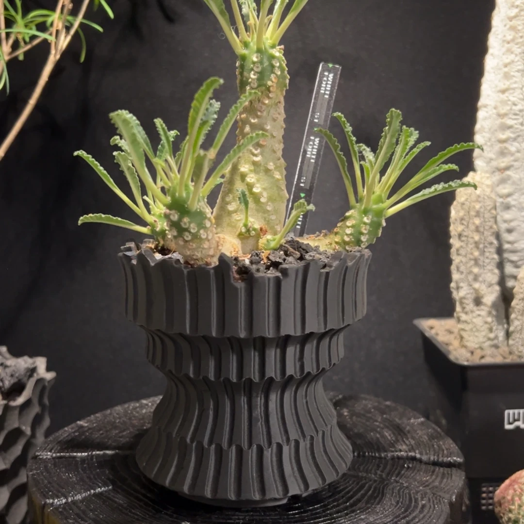 A09椰子留桑一物一拍