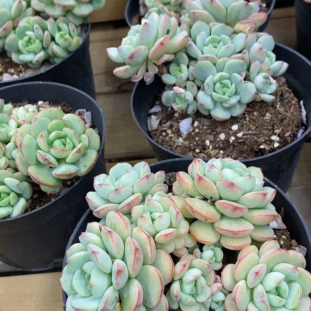 团。香草老桩。福利多多