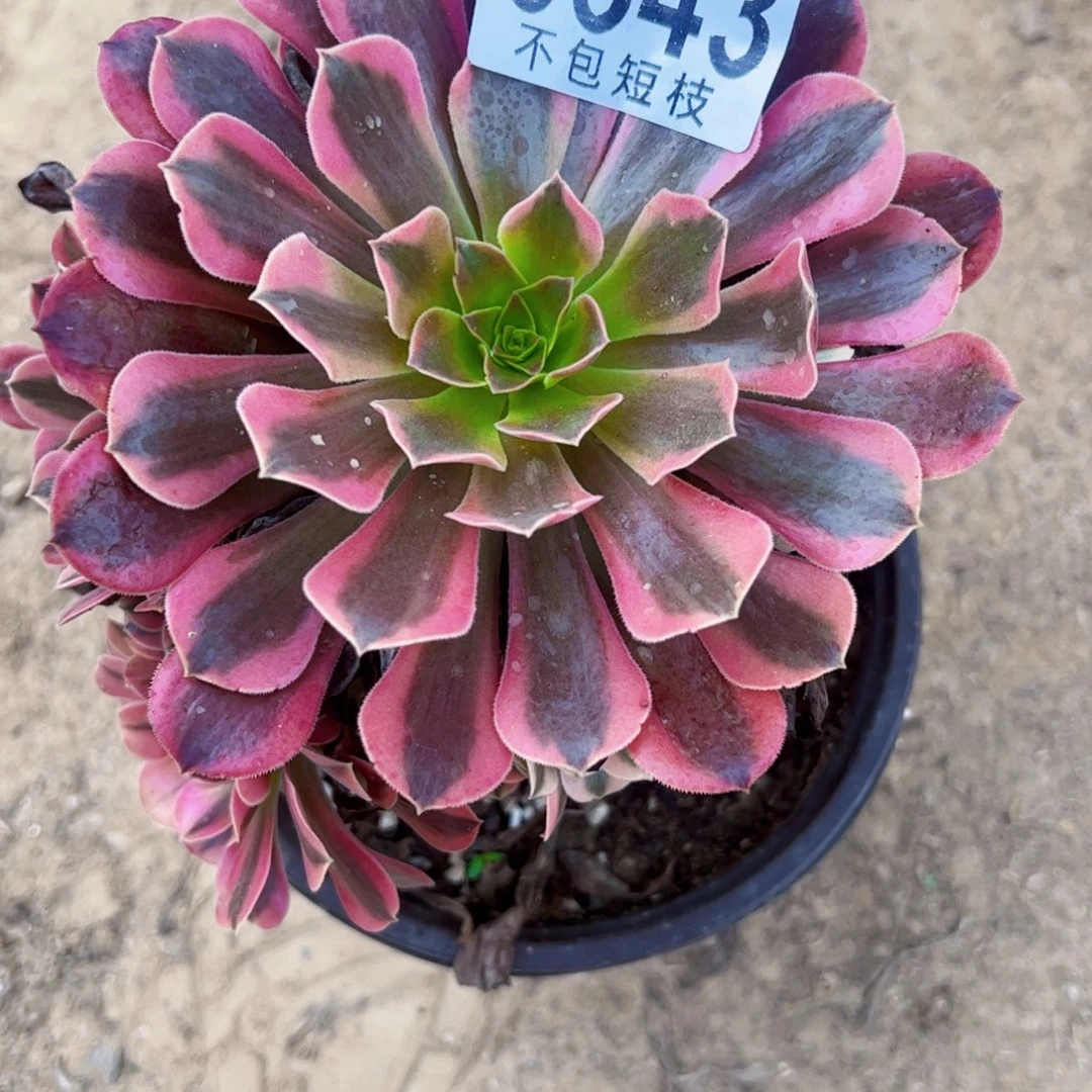 美杜莎多肉植物0343