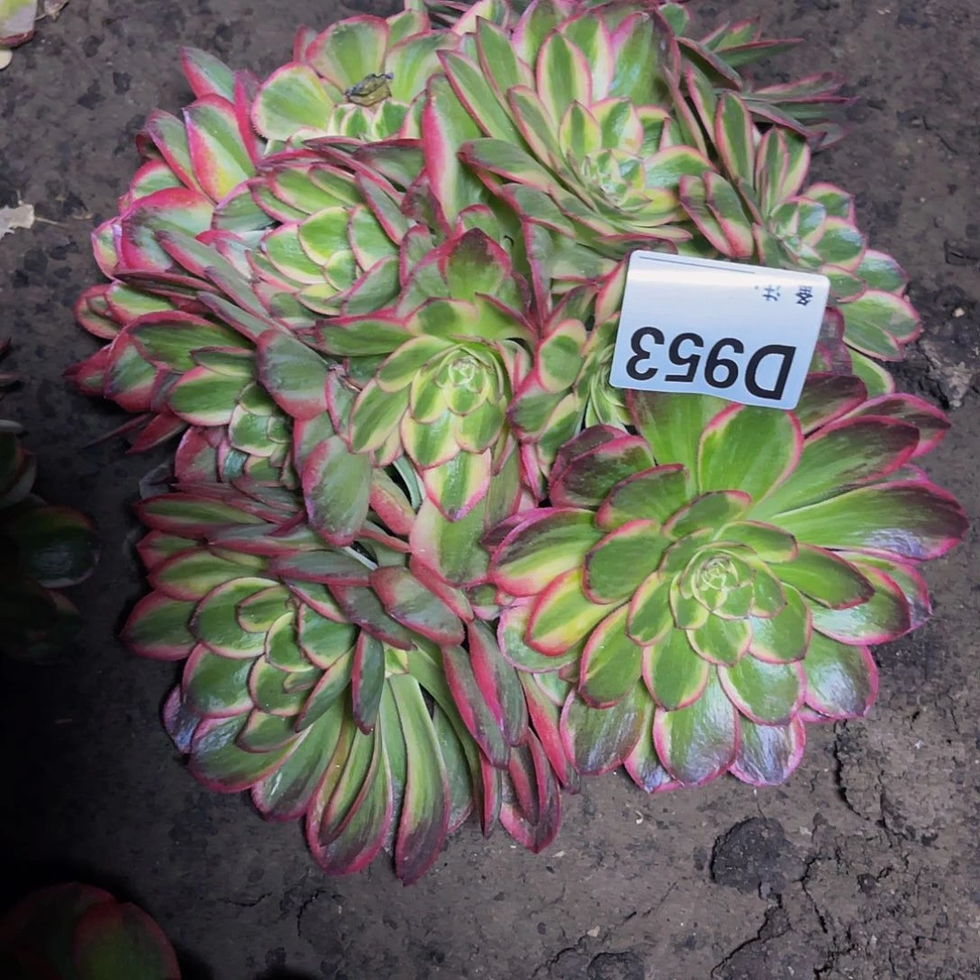 火龙果法师16/36包邮