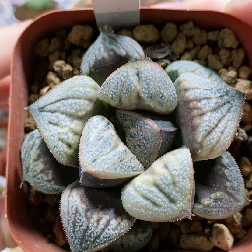【闪购商品】34白羊座