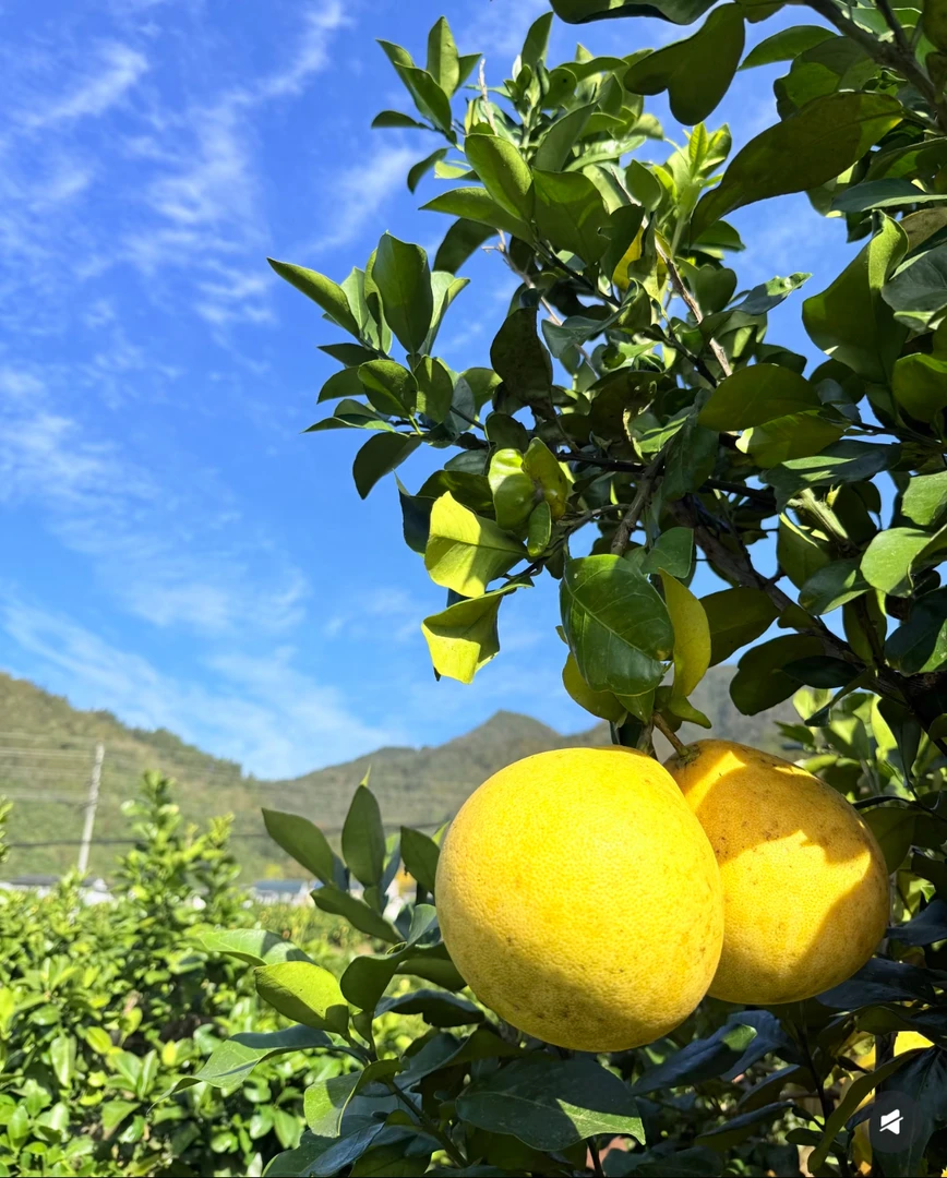恩施宣恩本地贡水白柚水分足果肉甜柚子