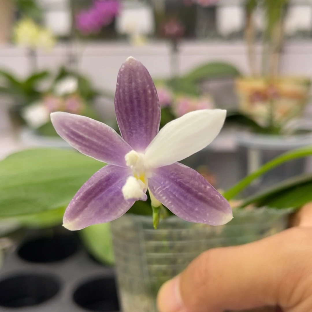 完全开放1894 2.8寸盾花紫梦 一物一拍