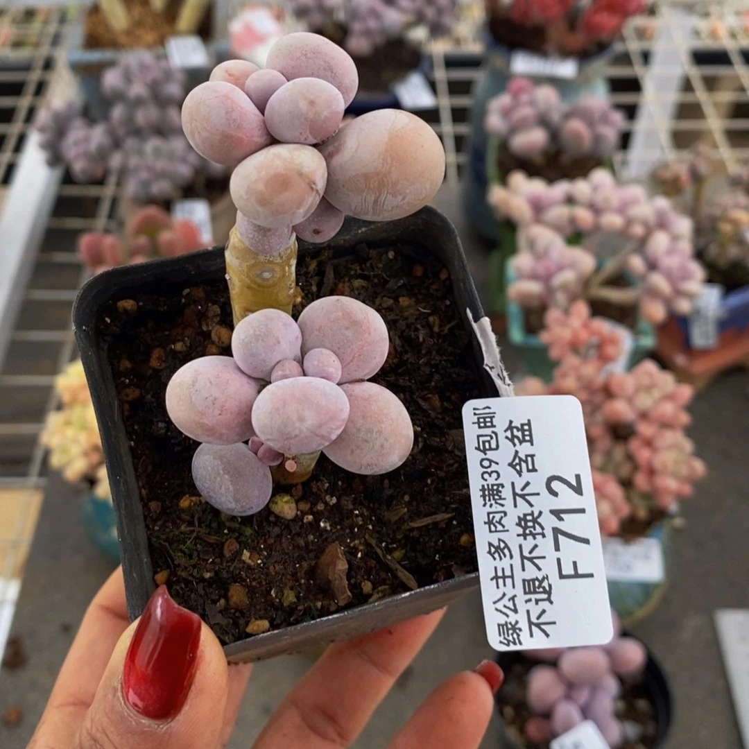 橙奶712/3c m多肉