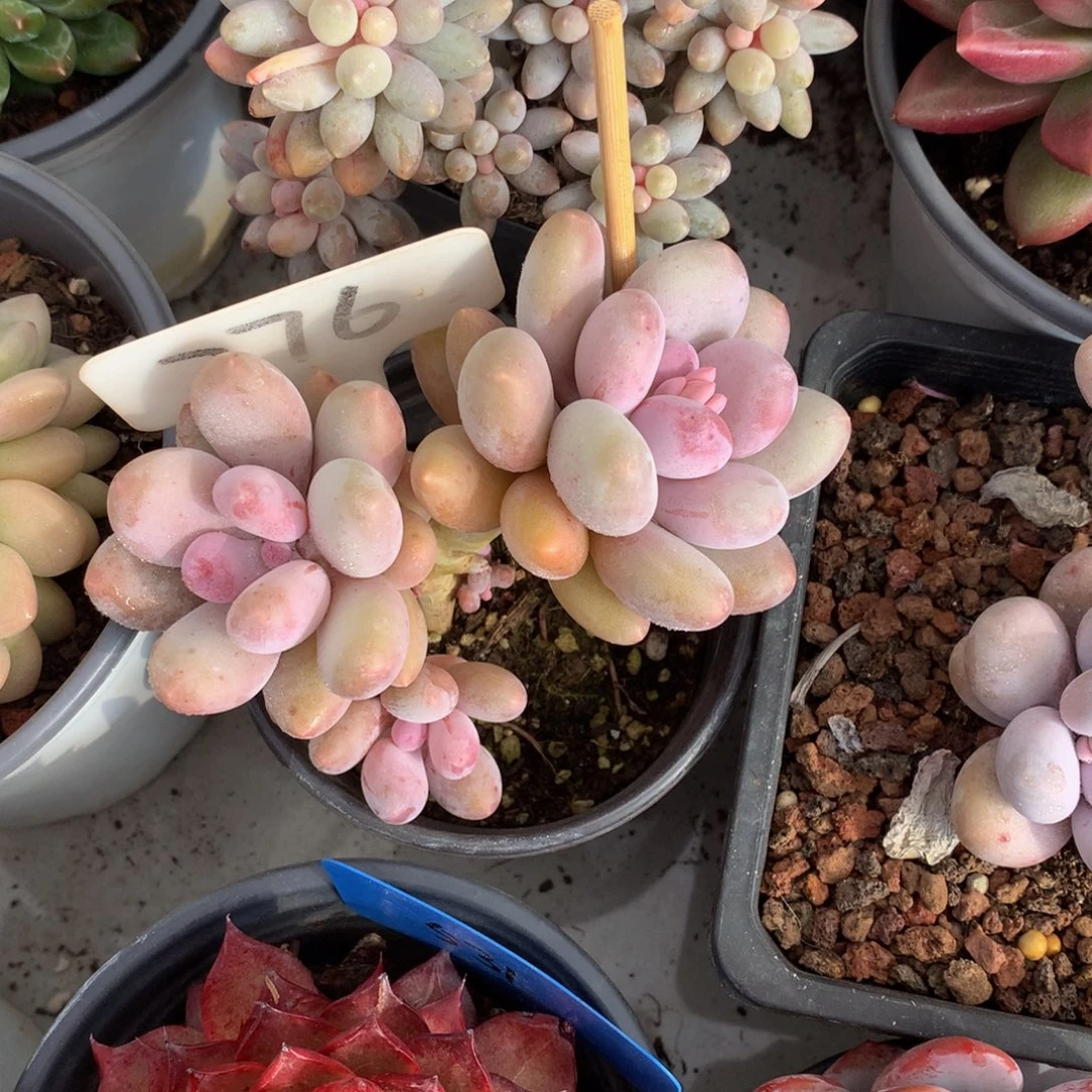 橙雪球726272737373