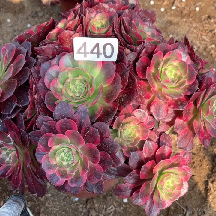 440多肉植物安娜