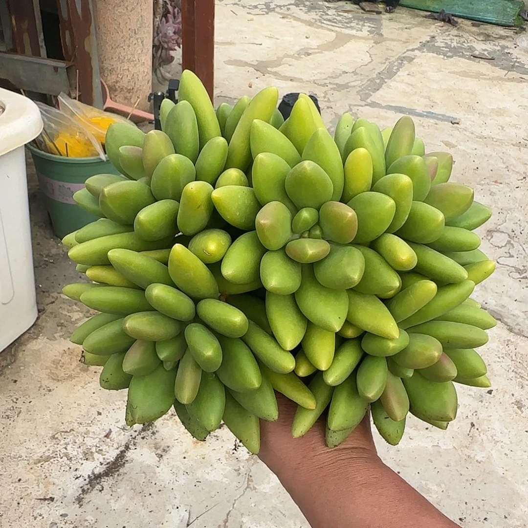 东***司多肉植物芒果奶系列