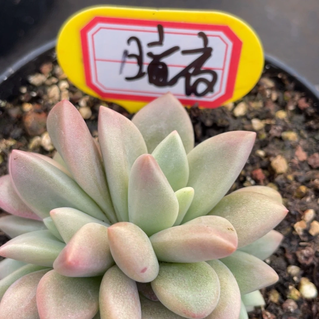 暗*姐姐说她真的不是