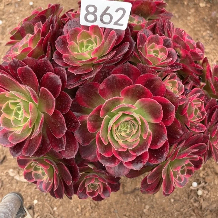 862多肉植物安娜